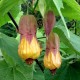 Abutilon gibbosum