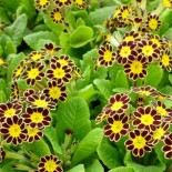 Primula eleator 'Gold Lace'