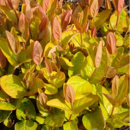 Hypericum x inodorum 'Golden Beacon'