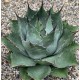 Agave parrasana