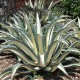 Agave americana 'Mediopicta'