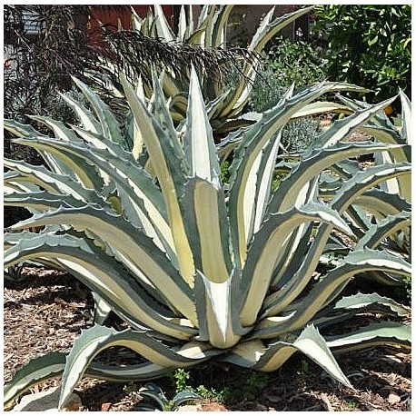 Agave americana 'Mediopicta'