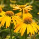 Echinacea purpurea 'Téomé'