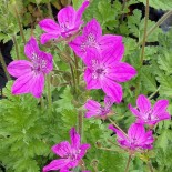 Erodium manescavi