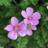 Erodium 'County Park'