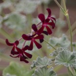 Pelargonium sidoides