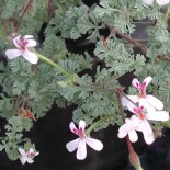 Pelargonium abrotanifolium