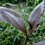 Persicaria virginiana 'Compton's Form'