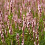 Persicaria amp 'Rosea'