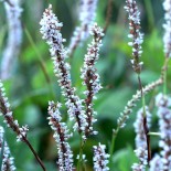 Persicaria amplexicaulis 'Alba'