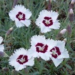 Dianthus gratianopolitanus 'Starry Eyes'