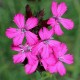 Dianthus cartusianorum