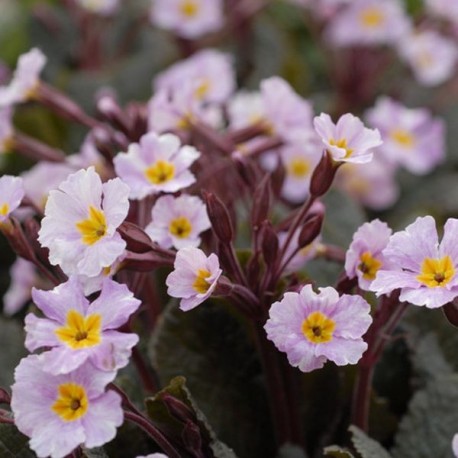 Primula x Guinevere