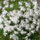 Dianthus arenarius