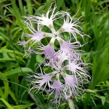 Dianthus superbus