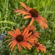 Echinacea purpurea 'Prairie Tango'