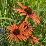 Echinacea purpurea 'Prairie Tango'