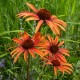 Echinacea purpurea 'Prairie Tango'