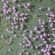 Dianthus webbianus
