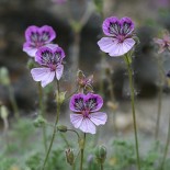 Erodium glandulosum