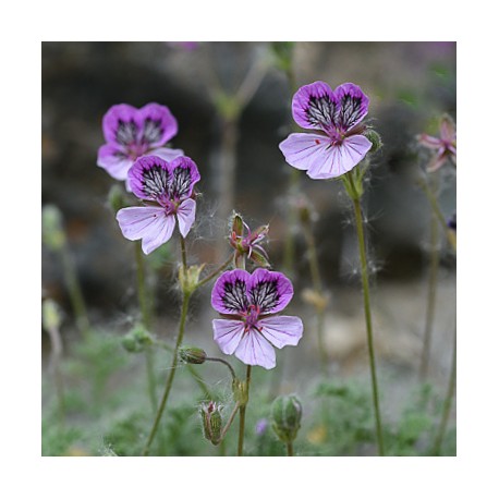 Erodium glandulosum