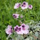 Erodium x kolbianum 'Natasha'