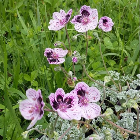 Erodium x kolbianum 'Natasha'