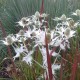 Eryngium giganteum 'Silver Ghost'