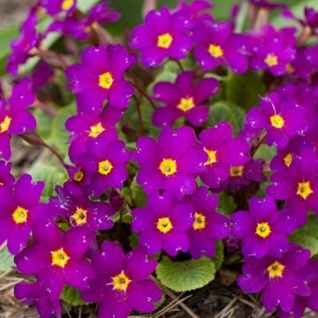 Primula x pruhoniciana 'Julia Wanda'