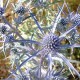 Eryngium bourgatii