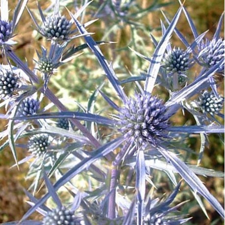 Eryngium bourgatii