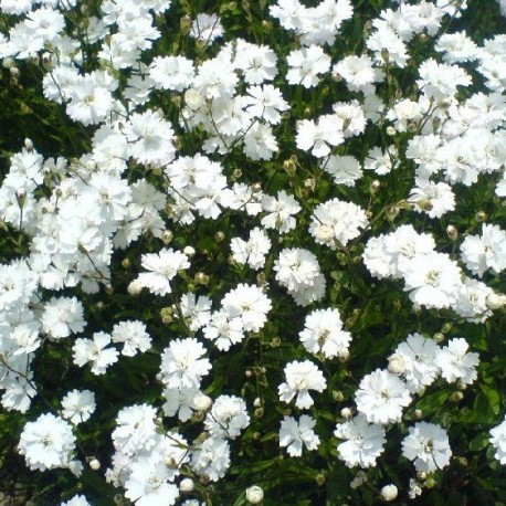 Silene alpestris' Flore plena'