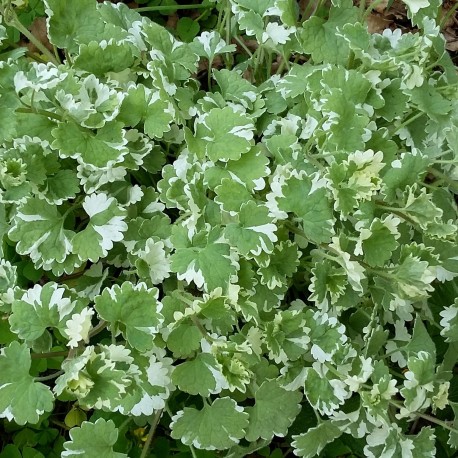 Glechoma hederacea 'Variegata'