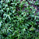 Hedera helix 'Anita'