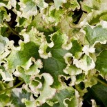 Hedera helix 'Clotted Cream'
