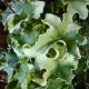 Hedera helix 'Clotted Cream'