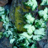 Hedera helix 'Calico'