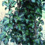 Hedera helix 'Conglomerata'