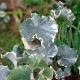 Hedera helix 'Elfenbein'