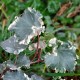 Hedera helix 'Elfenbein'