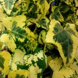 Hedera helix 'Golden Ingo'