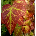 Hedera helix 'Guyot'