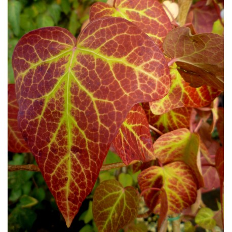 Hedera helix 'Guyot'