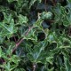 Hedera helix 'Ivalace'