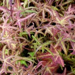 Hedera helix 'Irish Lace'