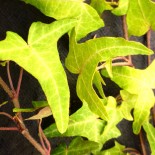 Hedera helix 'Lightfingers'