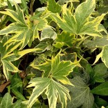 Hedera helix 'Yellow Ripple'