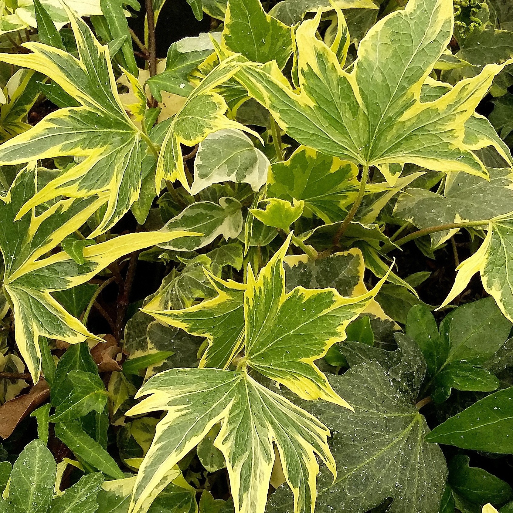 Hedera helix 'Yellow Ripple' - Ppinire du Lac des Joncs