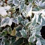 Hedera helix 'Little Diamond'