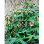 Hedera helix 'Irich Lace' forme semi arborescent